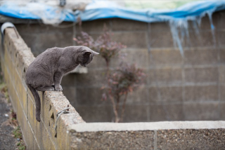 Illustration for article titled The Perfect Beauty of Cat Island
